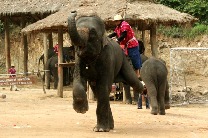 elephant03.jpg